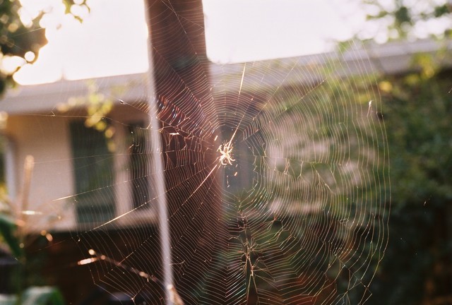 Another spider web