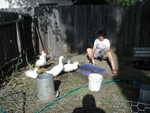 Feeding the ducks, June 2007