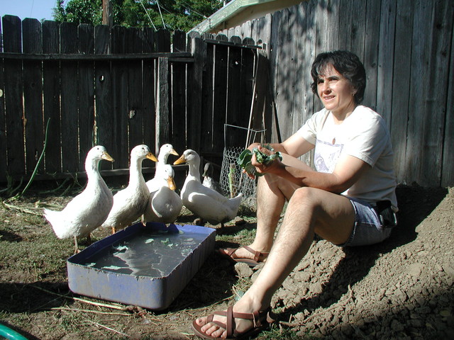 Feeding the ducks, June 2007